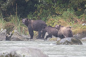 Hard rain all day on Mother Brown bear and two cubs in Alaska