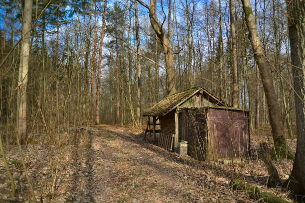 istock Autumn Foliage Forest Hut Way with Cloudy Sky 1384362704