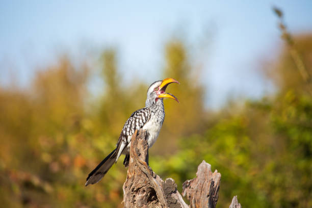 yellow billed hornbill (Tockus flavirostris) in the savannah, perched on a branch. Also known as Zazu from the Lion King movie. Hwange National Park, Zimbabwe Africa