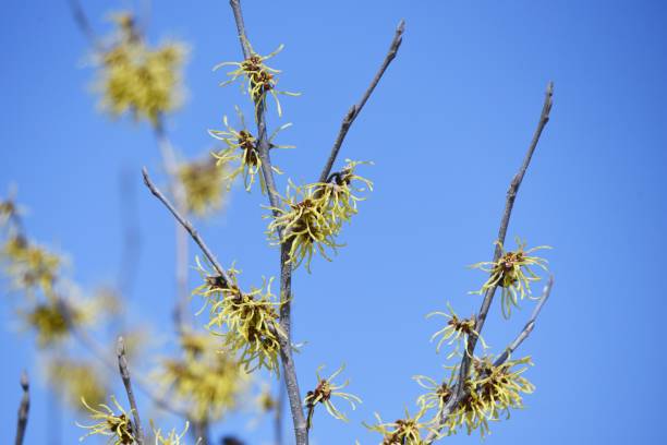 istock Japanese witch hazel (Hamalis japponica) flowers. 1384364484