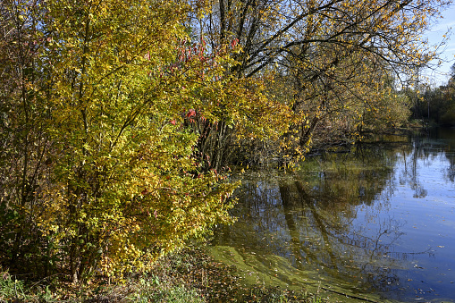 lakeshore with bushes and trees in autumn