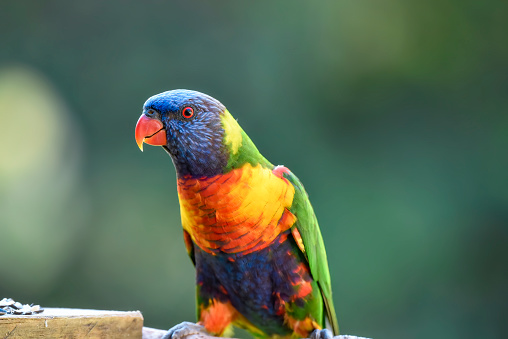 Romantic Scarlet Macaw Preening Its Partner on the Tree, Foz do Iguacu, Brazil, South America