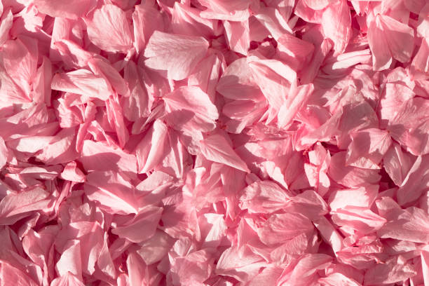 istock Carpet of Pink Cherry Blossoms 1384367113