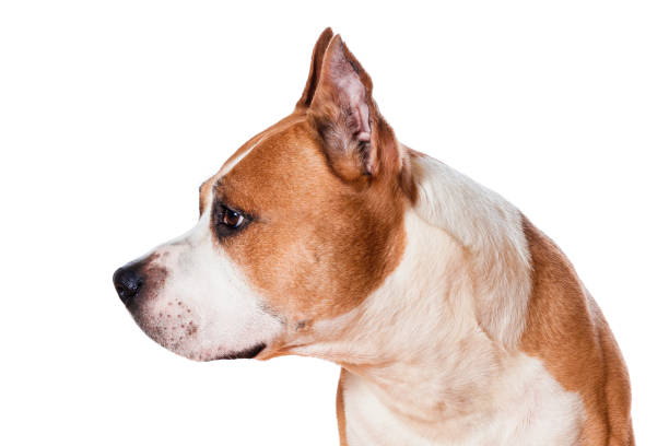 raça cão americano staffordshire terrier cor marrom olhando para os lados isolado em fundo branco - dog head shot - fotografias e filmes do acervo