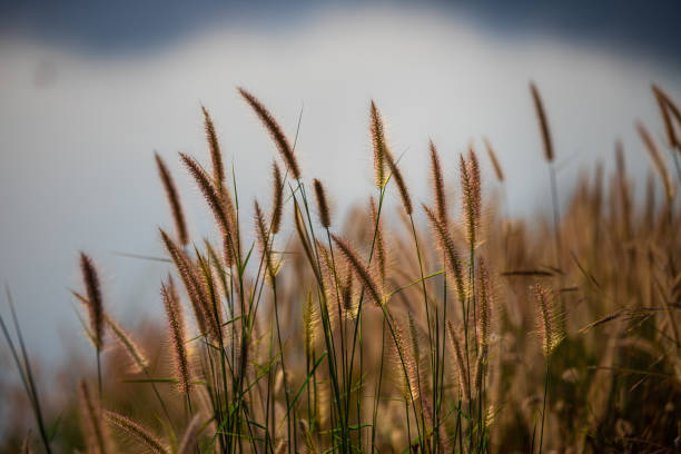 movement of grass at dusk