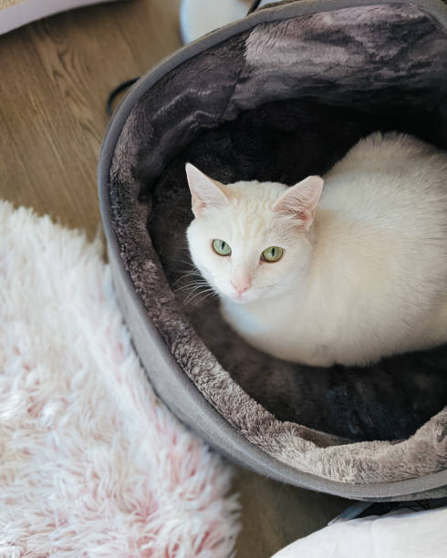 istock Playful young white cat in bed looking up at camera with curious green eyes 1384374663
