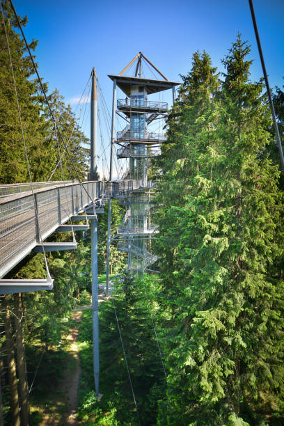 Treetop Path Trees Lookout Tower