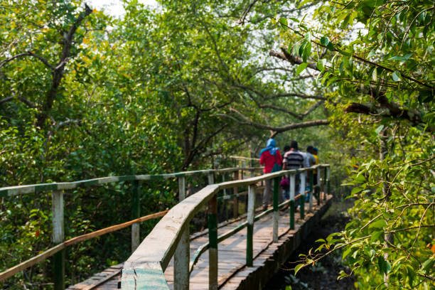 Tourists walking on the elevated wooden bridge along the Sundarbans, The largest mangrove forest of the world Tourists walking on the elevated wooden bridge along the Sundarbans, The largest mangrove forest of the world truism stock pictures, royalty-free photos & images