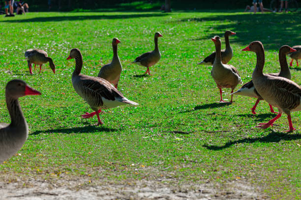 White and gray domestic geese in green grass. Faroe islands, Denmark