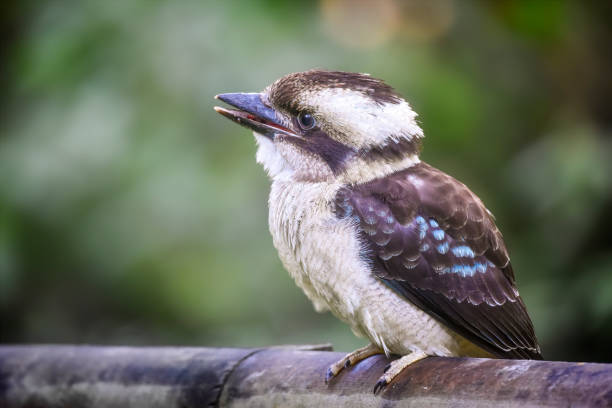 istock Baby Kookaburra (Dacelo novaeguineae) 1384386319