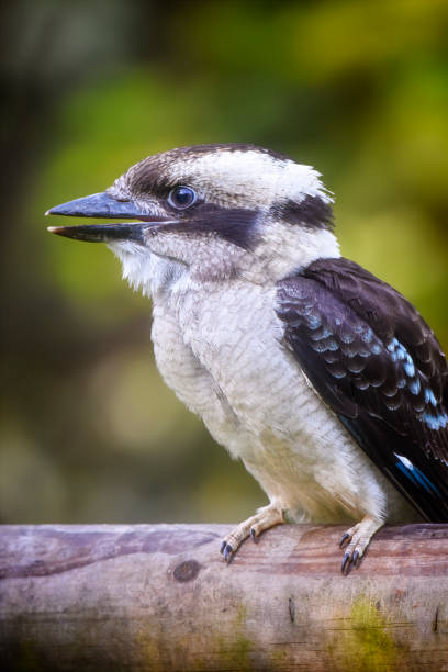 istock Baby Kookaburra (Dacelo novaeguineae) 1384386356