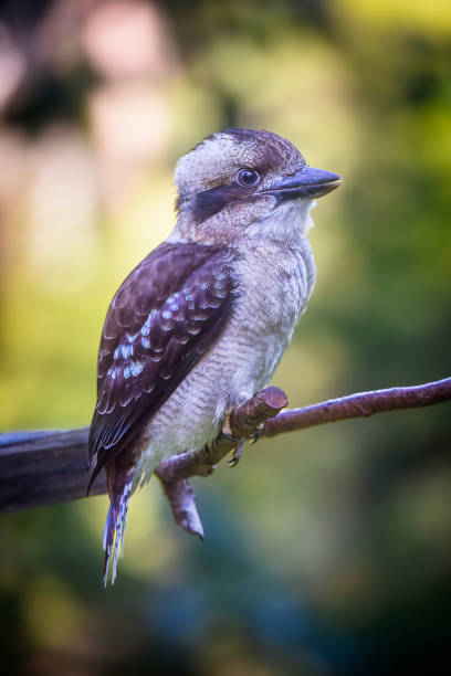 istock Baby Kookaburra (Dacelo novaeguineae) 1384386435
