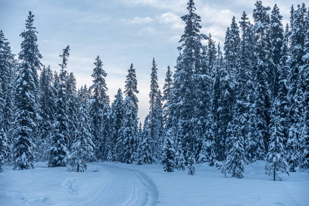 istock Winter forest in Banff Park 1384396353