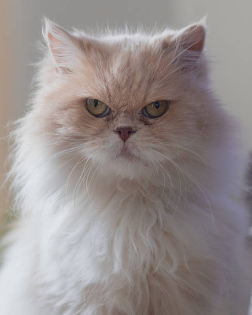 istock Beautiful persian cat sitting looking at camera 1384397388