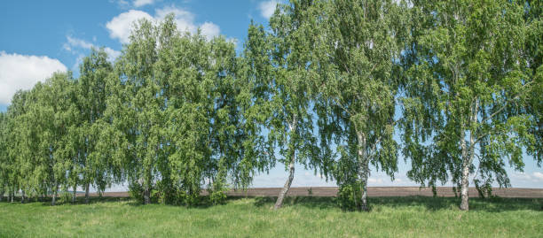 istock Birch forest against the blue sky, spring, panorama 1384412260