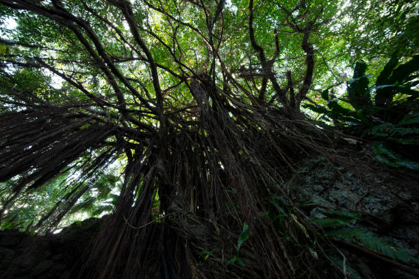 istock Okinawa air raid shelter forest 1384413688