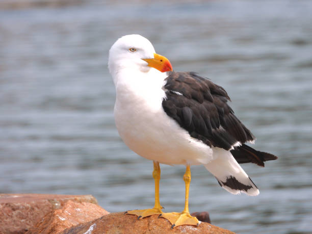 istock Lakes Entrance,  Victoria,  Australia 1384416488