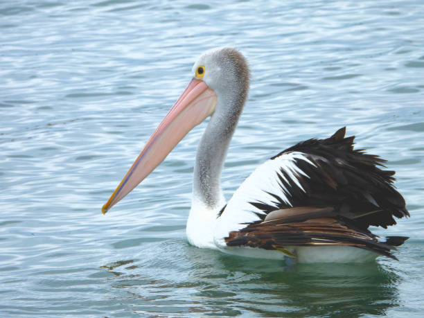 Australian pelican in Mallacoota, Victoria, Australia.