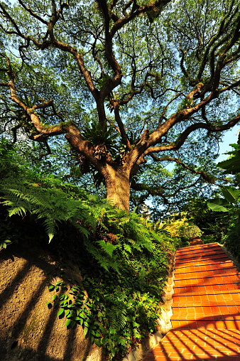 Heritage Rain Tree at Fort Canning Hill, Singapore