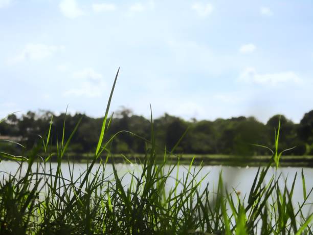 istock reeds by the lake 1384425101