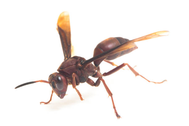 istock Polistes Carolina, Paper Wasp  on white background 1384425442