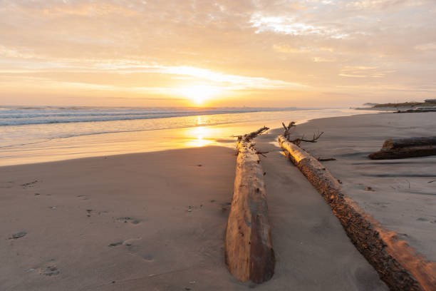 Golden hour sunrise over Waihi Beach, driftwood logs leading towards sun glow.