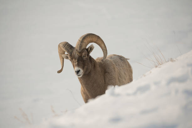 Bighorn Sheep in snowy Yellowstone
