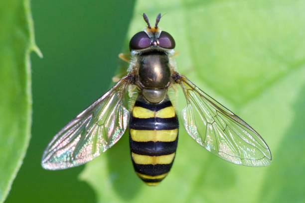 istock American hoverfly (Complex Eupeodes americanus) stock photo 1384432544