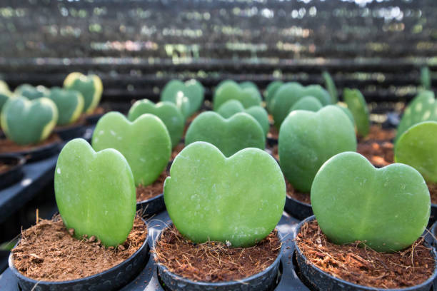 istock Hoya kerrii Craib in flower pot 1384433418