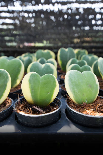 istock Hoya kerrii Craib in flower pot 1384433421