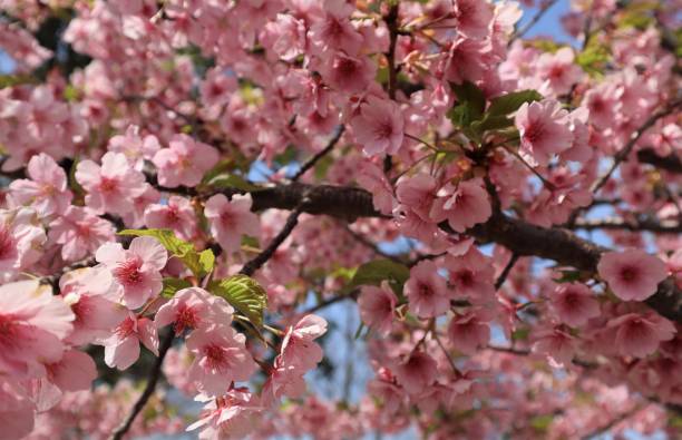 istock Kawazu cherry blossoms in full bloom 1384436176