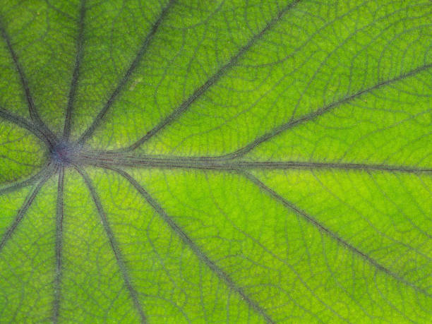 istock Pattern of Fancy leaved Caladium 1384437635