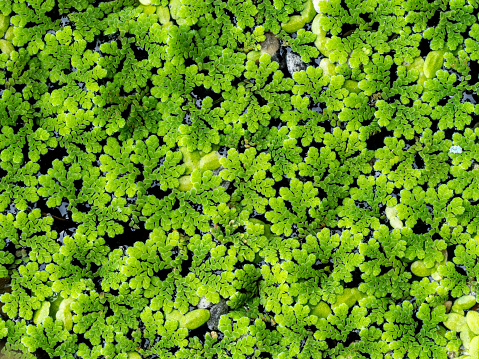 The Pattern  Unwanted Flora Growing in The Pond