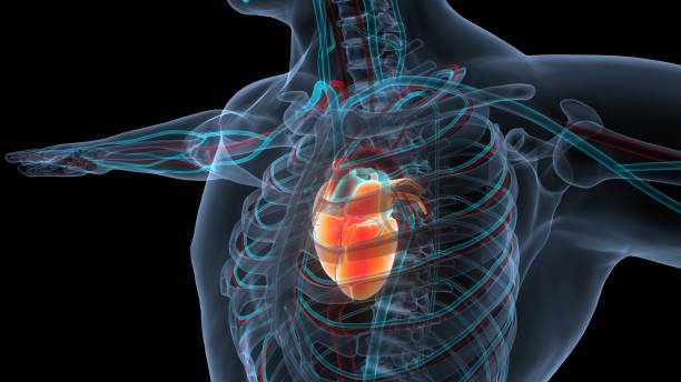 istock Human Circulatory System Heart Anatomy 1384440361