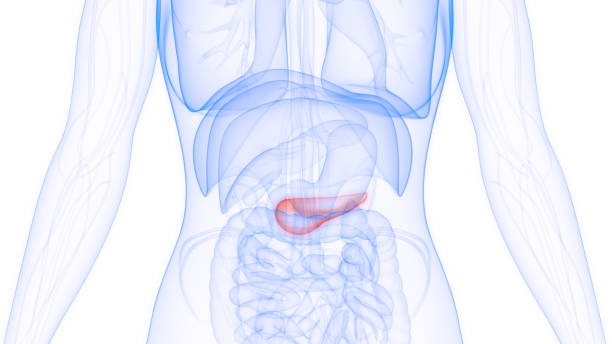 Human Internal Organ Pancreas Anatomy 3D Illustration Concept of Human Internal Organ Pancreas Anatomy utricularia stock pictures, royalty-free photos & images