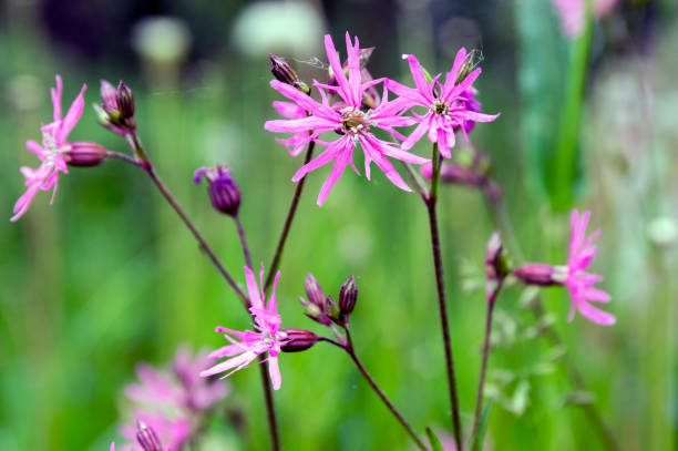 istock Lychnis flos-cuculi blooming flower on meadow 1384440561