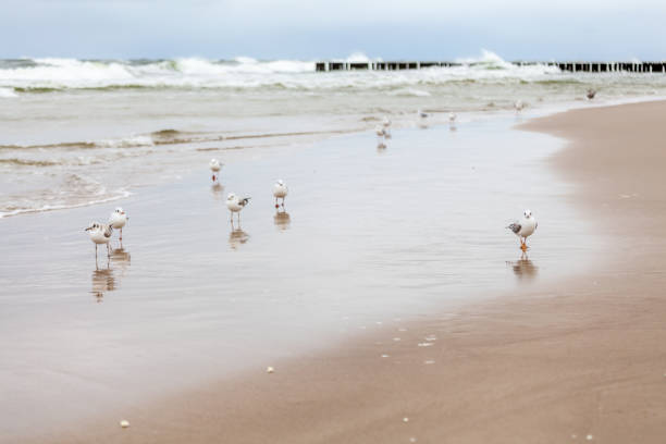 Beautiful seagull in the natural environment on the Baltic Sea.