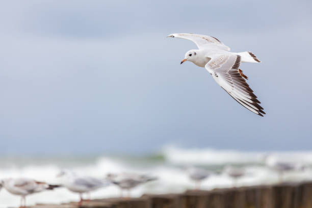 istock Seagull in the natural environment on the Baltic Sea. 1384441747