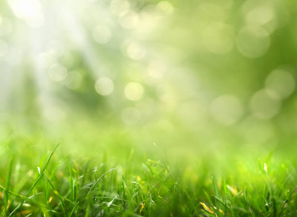 istock Close up surface level view of shiny green grass landscape 1384443044