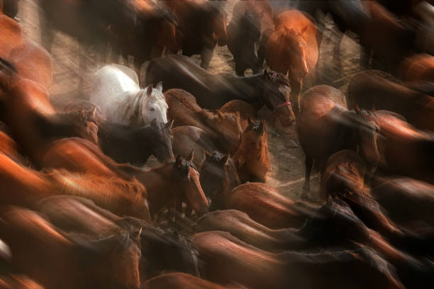 Close up herd of wild horses walking in nature