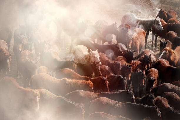 istock Large group of wild horses 1384443087