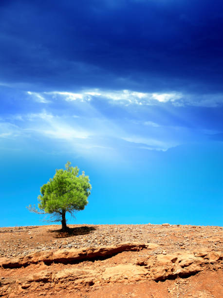 Single green pine tree