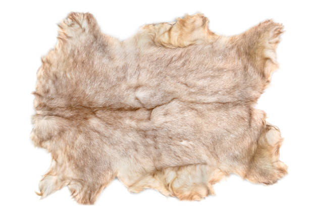 Goat fur isolated on white background. Top view. Goat fur isolated on white background. Top view. cowhide stock pictures, royalty-free photos & images