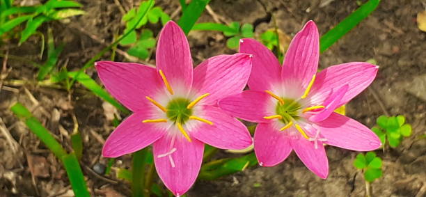 giglio fatato rosa in giardino - zephyranthes lily foto e immagini stock