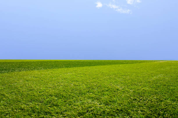 istock The landscape of green grass and blue sky. 1384446484