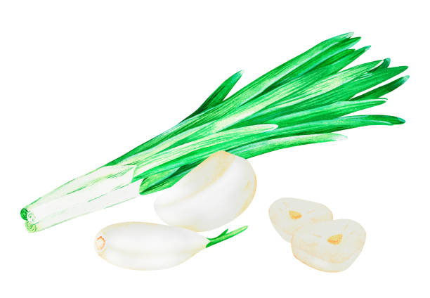 ilustrações, clipart, desenhos animados e ícones de alho e cebola verde. ilustração vintage aquarela. isolado em um fundo branco. para design. - chive onion spring onion garlic