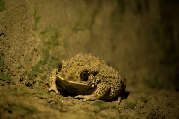 istock Portrait of a brown frog 1384447385