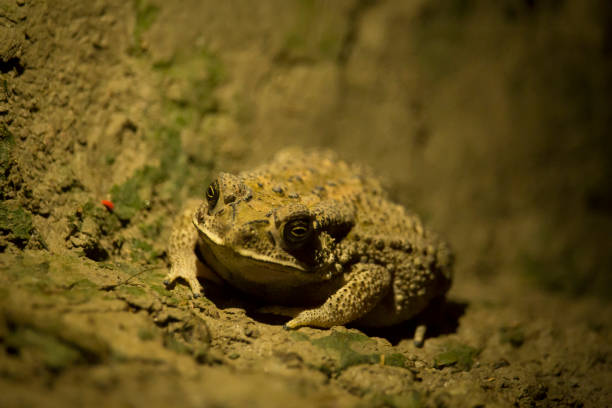 istock Portrait of a brown frog 1384447400