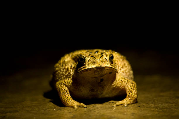 Portrait of a brown frog