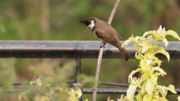 Red-whiskered bulbul perched on a branch stock photo
